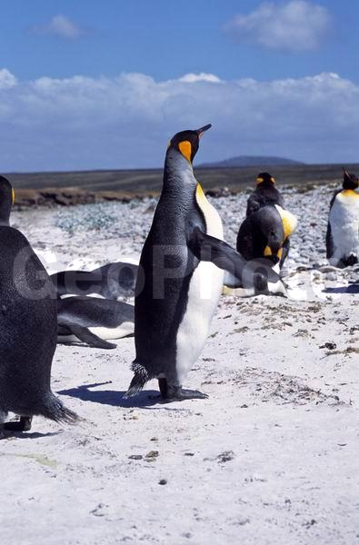 ������, ��������, ����� ���������, ������� �����, ������� �����, XYZ, �����������, ��������, Spheniscidae, ����������� �������, Aptenodytes patagonicus, ������� �����, ������� �����, XYZ, �����������, ��������, Spheniscidae, ����������� �������, Aptenodytes patagonicus