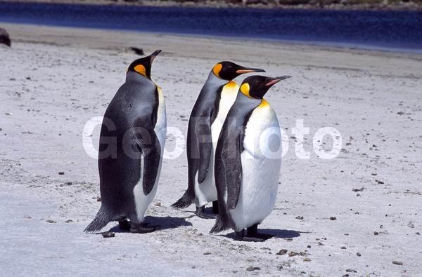 ������, ��������, ����� ���������, ������� �����, ������� �����, XYZ, �����������, ��������, Spheniscidae, ����������� �������, Aptenodytes patagonicus, ������� �����, ������� �����, XYZ, �����������, ��������, Spheniscidae, ����������� �������, Aptenodytes patagonicus