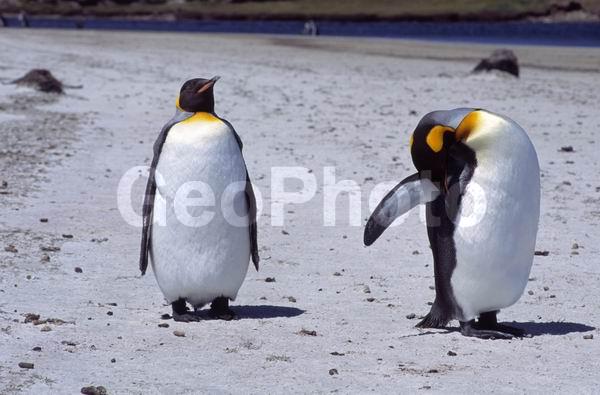 ������, ��������, ����� ���������, ������� �����, ������� �����, XYZ, �����������, ��������, Spheniscidae, ����������� �������, Aptenodytes patagonicus, ������� �����, ������� �����, XYZ, �����������, ��������, Spheniscidae, ����������� �������, Aptenodytes patagonicus
