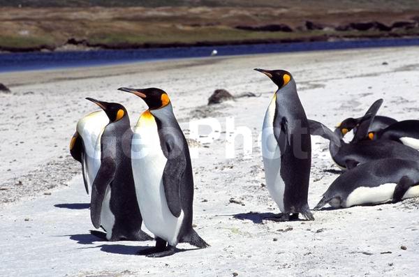 ������, ��������, ����� ���������, ������� �����, ������� �����, XYZ, �����������, ��������, Spheniscidae, ����������� �������, Aptenodytes patagonicus, ������� �����, ������� �����, XYZ, �����������, ��������, Spheniscidae, ����������� �������, Aptenodytes patagonicus