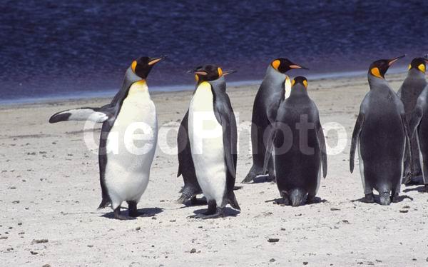 ������, �������, ��������, ������������ �������, ����� ���������, ����������� �������, Aptenodytes patagonicus, �����������, ��������, Spheniscidae, ������� �����, ������� �����, XYZ, �����������, ��������, Spheniscidae, ����������� �������, Aptenodytes patagonicus, ������� �����, ������� �����, XYZ, �����������, ��������, Spheniscidae, ����������� �������, Aptenodytes patagonicus