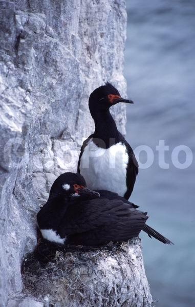 ������, ��������, ����� ���������, ������� �����, ������� �����, XYZ, ����������, Phalacrocoracidae, ���������� ������, Phalacrocorax magellanicus, ������� �����, ������� �����, XYZ, ����������, Phalacrocoracidae, ���������� ������, Phalacrocorax magellanicus