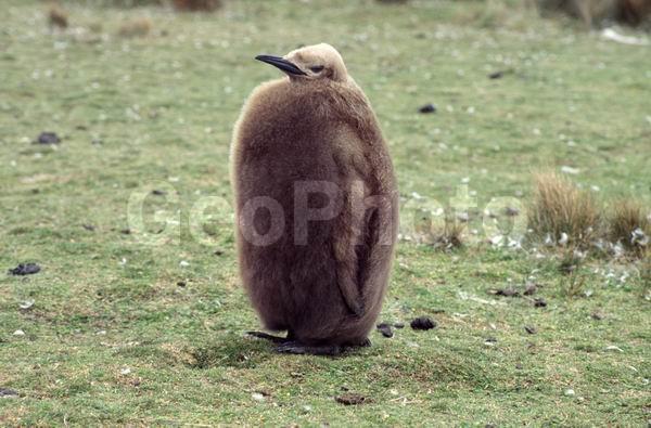 ������, ��������, ����� ���������, ������� �����, ������� �����, XYZ, �����������, ��������, Spheniscidae, ����������� �������, Aptenodytes patagonicus