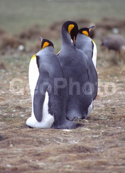 ������, �������, ��������, ������������ �������, ����� ���������, ����������� �������, Aptenodytes patagonicus, �����������, ��������, Spheniscidae, ������� �����, ������� �����, XYZ, �����������, ��������, Spheniscidae, ����������� �������, Aptenodytes patagonicus, ������� �����, ������� �����, XYZ, �����������, ��������, Spheniscidae, ����������� �������, Aptenodytes patagonicus