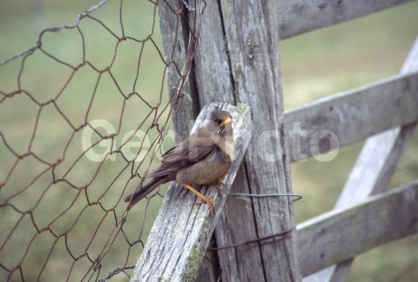 ������, ��������, ����� ���������, ��������, ��������, �����, �����, ��������, �����������, XYZ, ���������, Turdidae, ���������� �����, Turdus falcklandii, ������������� �����