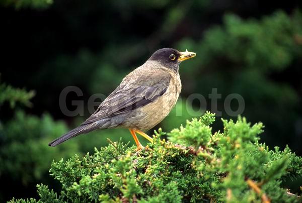 ������, ��������, ����� ���������, ��������, ��������, �����, �����, ��������, �����������, XYZ, ���������, Turdidae, ���������� �����, Turdus falcklandii, ������������� �����