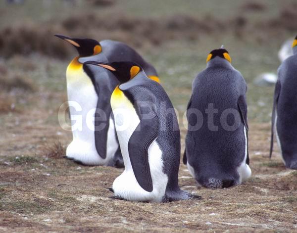 ������, �������, ��������, ������������ �������, ����� ���������, ����������� �������, Aptenodytes patagonicus, �����������, ��������, Spheniscidae, ������� �����, ������� �����, XYZ, �����������, ��������, Spheniscidae, ����������� �������, Aptenodytes patagonicus, ������� �����, ������� �����, XYZ, �����������, ��������, Spheniscidae, ����������� �������, Aptenodytes patagonicus