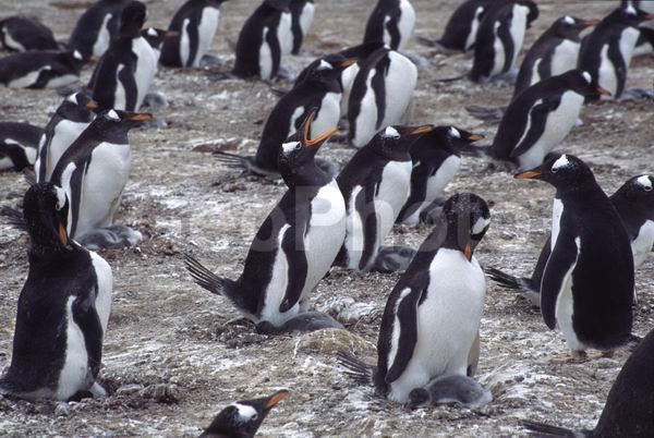 ������, ��������, ����� ���������, ������� �����, ������� �����, XYZ, �����������, ��������, Spheniscidae, ����������������� �������, ���������� �������, Pygoscelis papua, ������� �����, ������� �����, XYZ, �����������, ��������, Spheniscidae, ����������������� �������, ���������� �������, Pygoscelis papua