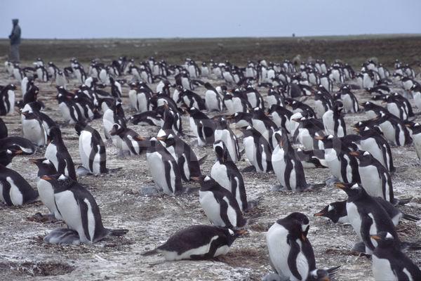 ������, ��������, ����� ���������, ������� �����, ������� �����, XYZ, �����������, ��������, Spheniscidae, ����������������� �������, ���������� �������, Pygoscelis papua, ������� �����, ������� �����, XYZ, �����������, ��������, Spheniscidae, ����������������� �������, ���������� �������, Pygoscelis papua