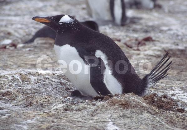 ������, ��������, ����� ���������, ������� �����, ������� �����, XYZ, �����������, ��������, Spheniscidae, ����������������� �������, ���������� �������, Pygoscelis papua, ������� �����, ������� �����, XYZ, �����������, ��������, Spheniscidae, ����������������� �������, ���������� �������, Pygoscelis papua