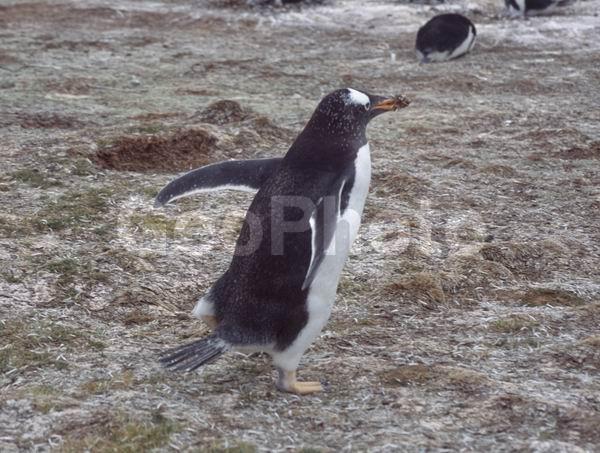 ������, ��������, ����� ���������, ������� �����, ������� �����, XYZ, �����������, ��������, Spheniscidae, ����������������� �������, ���������� �������, Pygoscelis papua, ������� �����, ������� �����, XYZ, �����������, ��������, Spheniscidae, ����������������� �������, ���������� �������, Pygoscelis papua