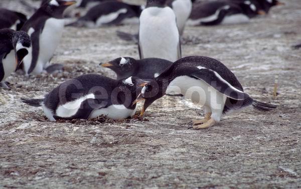 ������, ��������, ����� ���������, ������� �����, ������� �����, XYZ, �����������, ��������, Spheniscidae, ����������������� �������, ���������� �������, Pygoscelis papua, ������� �����, ������� �����, XYZ, �����������, ��������, Spheniscidae, ����������������� �������, ���������� �������, Pygoscelis papua