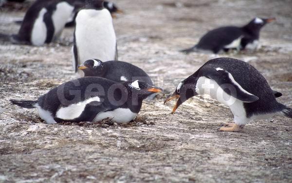 ������, ��������, ����� ���������, ������� �����, ������� �����, XYZ, �����������, ��������, Spheniscidae, ����������������� �������, ���������� �������, Pygoscelis papua, ������� �����, ������� �����, XYZ, �����������, ��������, Spheniscidae, ����������������� �������, ���������� �������, Pygoscelis papua