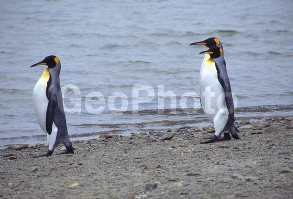 ������, ��������, ����� ���������, ������� �����, ������� �����, XYZ, �����������, ��������, Spheniscidae, ����������� �������, Aptenodytes patagonicus, ������� �����, ������� �����, XYZ, �����������, ��������, Spheniscidae, ����������� �������, Aptenodytes patagonicus