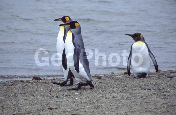 ������, ��������, ����� ���������, ������� �����, ������� �����, XYZ, �����������, ��������, Spheniscidae, ����������� �������, Aptenodytes patagonicus, ������� �����, ������� �����, XYZ, �����������, ��������, Spheniscidae, ����������� �������, Aptenodytes patagonicus