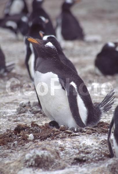 ������, ��������, ����� ���������, ������� �����, ������� �����, XYZ, �����������, ��������, Spheniscidae, ����������������� �������, ���������� �������, Pygoscelis papua, ������� �����, ������� �����, XYZ, �����������, ��������, Spheniscidae, ����������������� �������, ���������� �������, Pygoscelis papua