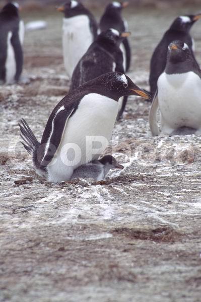 ������, ��������, ����� ���������, ������� �����, ������� �����, XYZ, �����������, ��������, Spheniscidae, ����������������� �������, ���������� �������, Pygoscelis papua, ������� �����, ������� �����, XYZ, �����������, ��������, Spheniscidae, ����������������� �������, ���������� �������, Pygoscelis papua