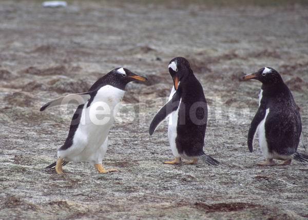 ������, ��������, ����� ���������, ������� �����, ������� �����, XYZ, �����������, ��������, Spheniscidae, ����������������� �������, ���������� �������, Pygoscelis papua, ������� �����, ������� �����, XYZ, �����������, ��������, Spheniscidae, ����������������� �������, ���������� �������, Pygoscelis papua