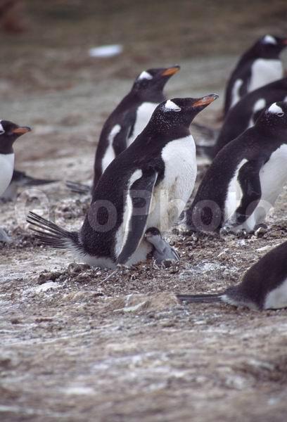������, ��������, ����� ���������, ������� �����, ������� �����, XYZ, �����������, ��������, Spheniscidae, ����������������� �������, ���������� �������, Pygoscelis papua, ������� �����, ������� �����, XYZ, �����������, ��������, Spheniscidae, ����������������� �������, ���������� �������, Pygoscelis papua