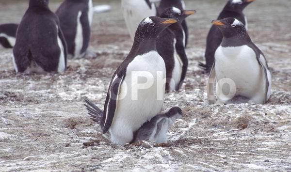 ������, ��������, ����� ���������, ������� �����, ������� �����, XYZ, �����������, ��������, Spheniscidae, ����������������� �������, ���������� �������, Pygoscelis papua, ������� �����, ������� �����, XYZ, �����������, ��������, Spheniscidae, ����������������� �������, ���������� �������, Pygoscelis papua