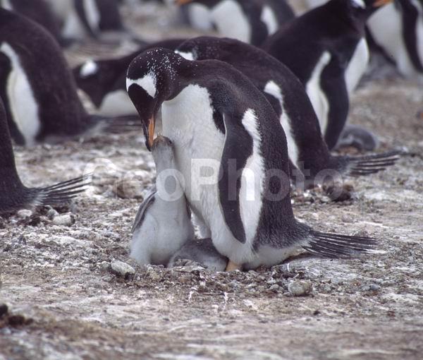 ������, ��������, ����� ���������, ������� �����, ������� �����, XYZ, �����������, ��������, Spheniscidae, ����������������� �������, ���������� �������, Pygoscelis papua, ������� �����, ������� �����, XYZ, �����������, ��������, Spheniscidae, ����������������� �������, ���������� �������, Pygoscelis papua