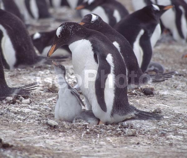 ������, ��������, ����� ���������, ������� �����, ������� �����, XYZ, �����������, ��������, Spheniscidae, ����������������� �������, ���������� �������, Pygoscelis papua, ������� �����, ������� �����, XYZ, �����������, ��������, Spheniscidae, ����������������� �������, ���������� �������, Pygoscelis papua