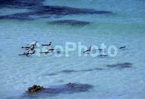 ������, ��������, ����� ���������, ������� �����, ������� �����, XYZ, �����������, ��������, Spheniscidae, ���������� �������, ������������ �������, Spheniscus magellanicus, ������� �����, ������� �����, XYZ, �����������, ��������, Spheniscidae, ���������� �������, ������������ �������, Spheniscus magellanicus