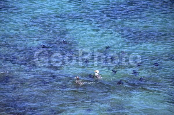 ������, ��������, ����� ���������