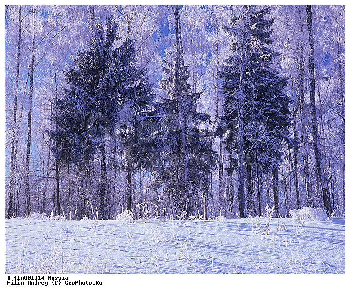 ������, ����, ������