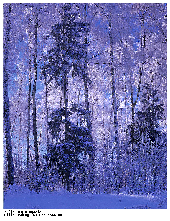 ������, ����, ������