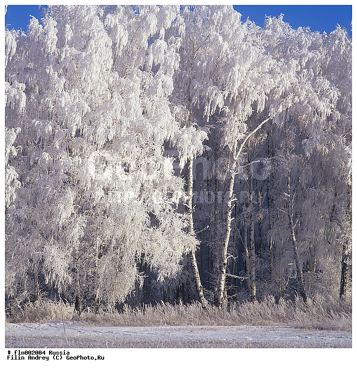 ������, ����, ������