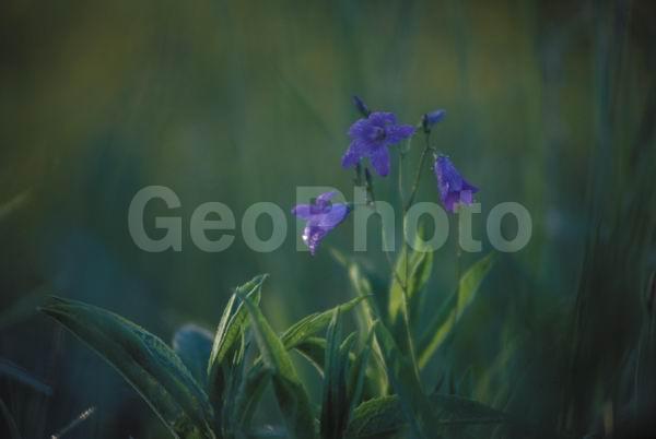 ����, ����, ������