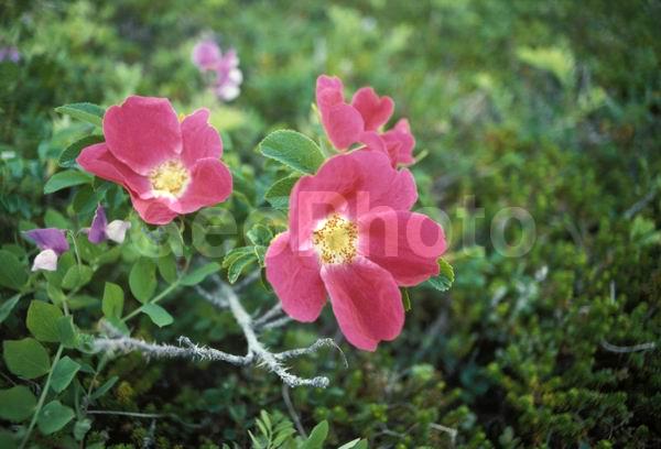 ����, ����, ������