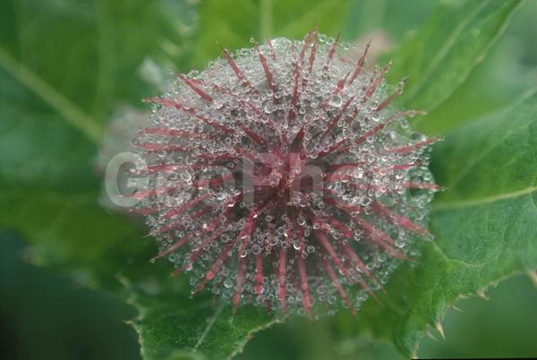 ����, ����, ������