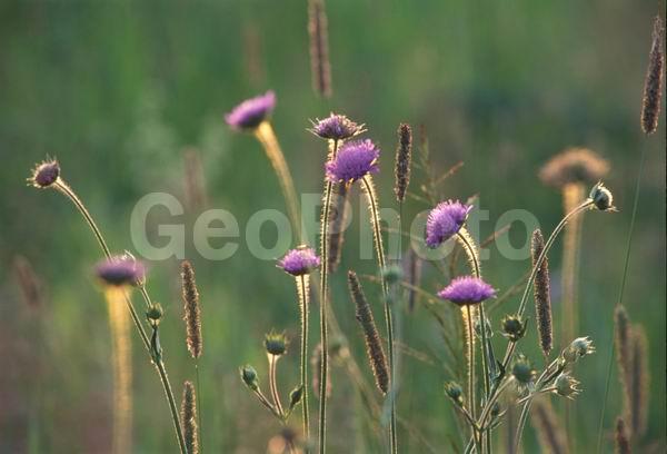 ����, ����, ������