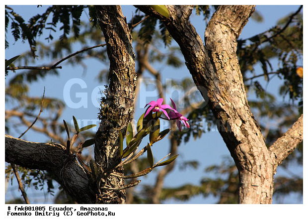 �������, ������, �������, ���� ��������, ������