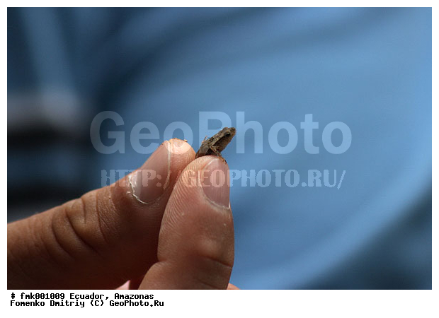 �������, ������� ���������, ���������, ���� ��������