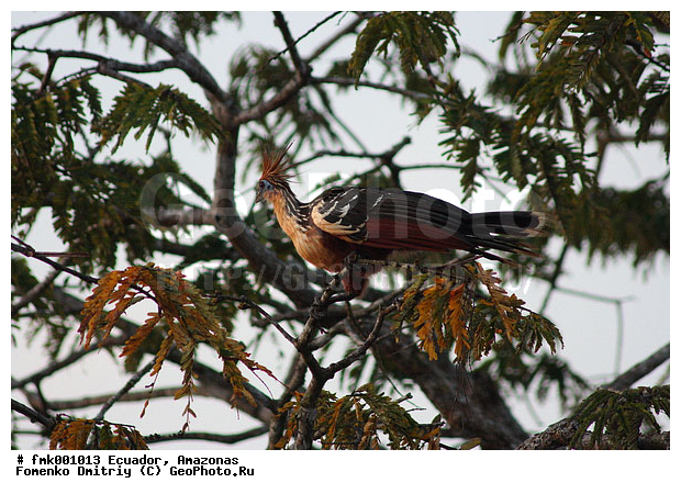 �������, �����, ������, �������, �����, ����� �� ������, ���� ��������, ��������, ��������, �����, �����, ��������, �����������, XYZ, ����������, Opisthocomidae, ������, Opisthocomus hoazin