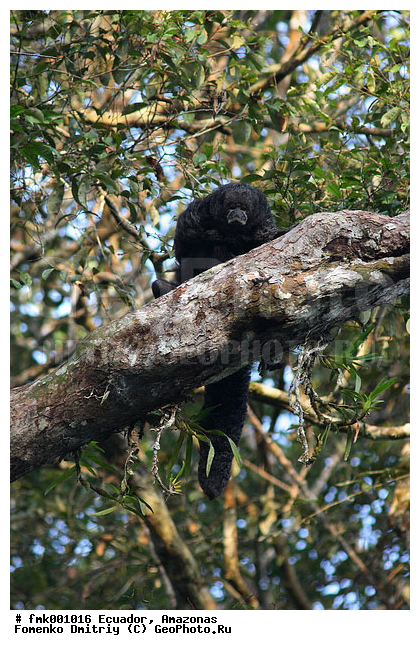 �������, �������, �����, ��������, ��������, ���� ��������