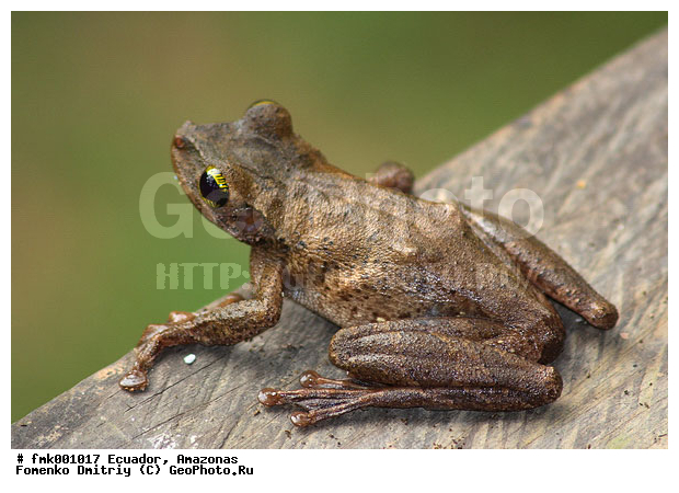 �������, �������, ���������, ������������, ������������ ����, ���� ��������