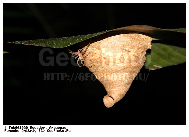 �������, ������, ���������, ����, ����, ���� ��������, ��������������, �������������, ��������������