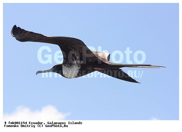 ������������� �������, ����������, �������, ������, ������, �����, �����, �������, ��������, ��������, �����, �����, ��������, �����������, ������� �����, ������� �����, XYZ, ����������, Fregatidae, ������������ ������, Fregata magnificens