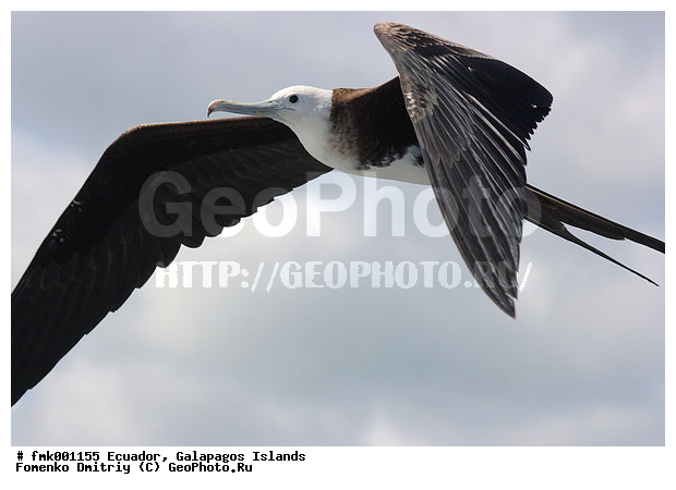 ������������� �������, ����������, �������, ������, ������, �����, �����, �������, ��������, ��������, �����, �����, ��������, �����������, ������� �����, ������� �����, XYZ, ����������, Fregatidae, ������������ ������, Fregata magnificens