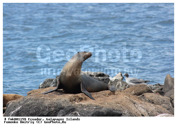 ������������� �������, ����������, �������, ��������, ������ �����, ������� ���, ��������, ��������, ������� �������������, ������� �������������, ������� �����, ������� �����, XYZ, ������� ������, Otariidae, ������������� ������� ���, Zalophus wollebaeki, Zalophus californianus wollebaeki