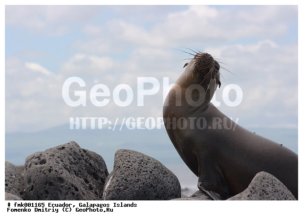 ������������� �������, ����������, �������, ��������, ������ �����, ������� ���, ��������, ��������, ������� �������������, ������� �������������, ������� �����, ������� �����, XYZ, ������� ������, Otariidae, ������������� ������� ���, Zalophus wollebaeki, Zalophus californianus wollebaeki