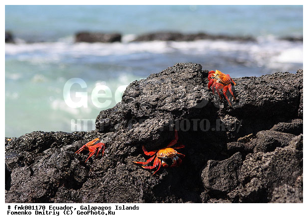 ������������� �������, ����������, �������, �����, ����, �����, ����, ������� ��������