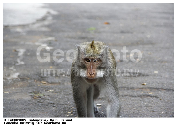 ����, ���������, ��������, �������������, ��������