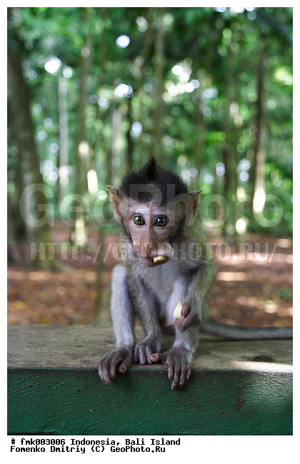 ����, ���������, ��������, �����, �������������, ��������, �������