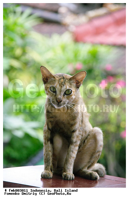 ����, ���������, �����, ��������, �������, �����, �����