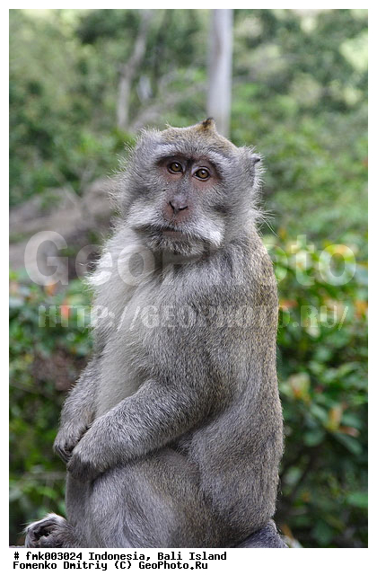 ����, ���������, ��������, �������������, ��������